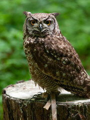 The eagle-owl has a somewhat fierce look