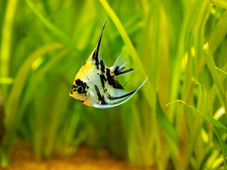 selective focus of a marble Angelfish (pterophyllum scalare) isolated in tank fish with blurred...