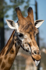 giraffe