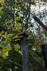 red panda