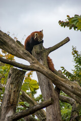 red panda