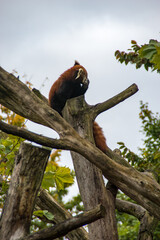 red panda