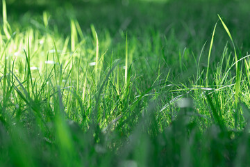 Soft focus background with fresh grass with narrow streak of sunlight going through center and other parts in shadow. Return to nature. Environmental friendliness. © Юля Бурмистрова