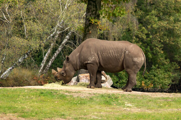 Fototapeta premium Rhinoceros