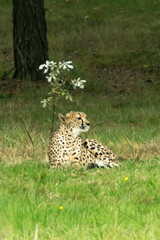 Cheetah