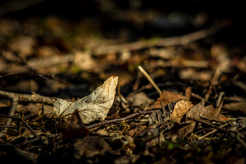 Natur