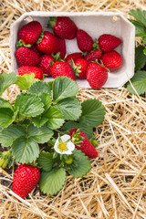 closeup of a strawberry plant growing on straw in organic garden with freshly picked strawberries in a paper punnet 