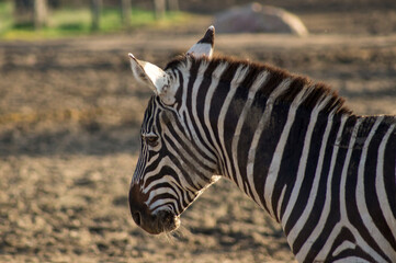 Zebra
