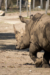 Naklejka premium Rhinoceros