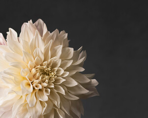 Dahlia is white on a gray background. Background. Close-up.
