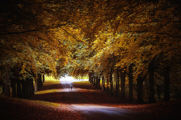 Fototapeta premium autumn in the park