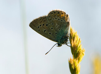 Beautiful Polyommatus icarus on the summer meadow. The side view of a blue butterfly. Insect with...