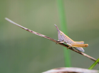 Common field grasshopper resting on a dry stalk of grass. Isolated on light green background. Side view, closeup. Genus species Chorthippus brunneus. macro nature. space for text