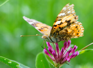 butterfly on a flower. beautiful lady butterfly Vanessa cardui, red clover, close-up. orange-black and white butterfly on a pink clover flower on a green background. macro nature