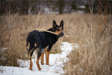 a series of photos with a dog. german shepherd plays in a snowy park in winter. dog with a stick, pet, walking in nature. shepherd dog in the snow in a dry reed. autumn, winter or spring. favorite pet