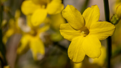 Obraz na płótnie Canvas Yellow spring flowers