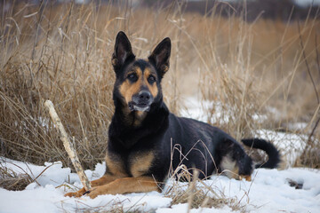 a series of photos with a dog. german shepherd plays in a snowy park in winter. dog with a stick, pet, walking in nature. shepherd dog in the snow in a dry reed. autumn, winter or spring. favorite pet