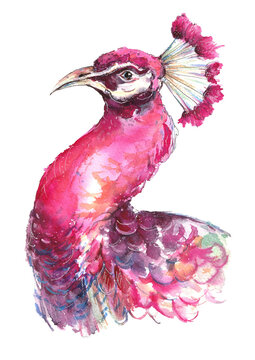 Watercolor peacock. Painting pink bird. Pink feathers.