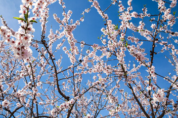 Almond trees in bloom under blue sky