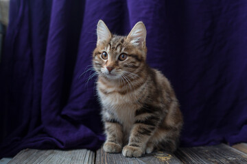 Kitten on textured wooden and purple textile background