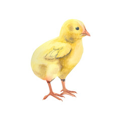 A drawing of a yellow chicken hand-painted in watercolor and isolated on a white background. Suitable for printing design, textiles, for creating posters and postcards for Easter.