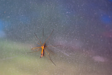 A large centipede mosquito sits on the surface of the glass