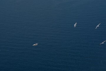 A group of seagulls flying over the beautiful Aegean Sea in Santorini Greece
