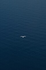 A single seagull  flying over the beautiful Aegean Sea in Santorini Greece