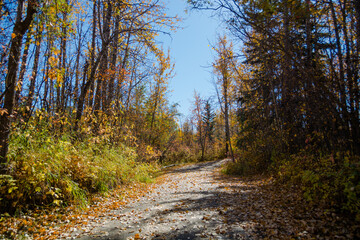 autumn in the forest path in Alberta