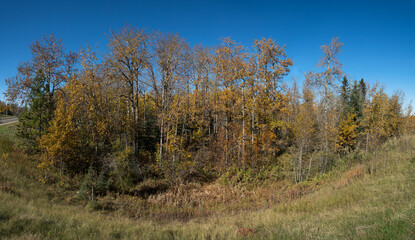 Wide angle view of trees in the park in Alberta