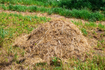 Stacks of dried hay in the meadow. Mowing grass in summer