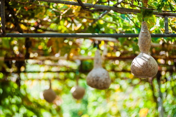 Gourds, Dalyan, Mugla Province, Turkey, Eastern Europe