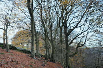 late autumn forest trees on hilly ground with fallen leaves and moss covered boulders