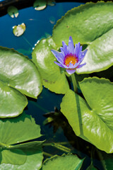 Purple Flower, The Grand Palace, Bangkok, Thailand, Southeast Asia