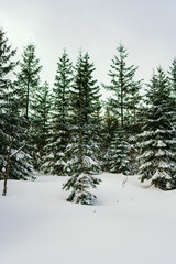 Winter Landscape Snow covered larch trees on a slope against the mountains