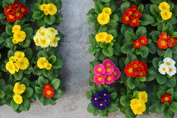 Blooming multi-colored primroses in greenhouse. Top view