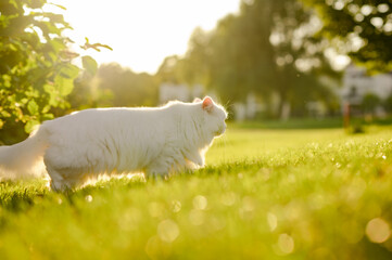 Fototapeta premium white cat in the grass