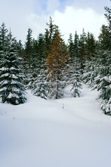 Winter Landscape Snow covered larch trees on a slope against the mountains