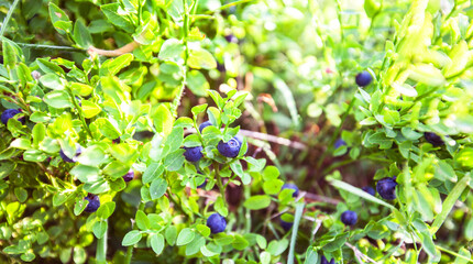 Fresh organic ripe wild blueberries in the bush. Grow naturally in fields