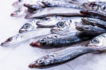 Closeup fresh sardine with a nice silver tone with some crushed ice for to keep fish fresh