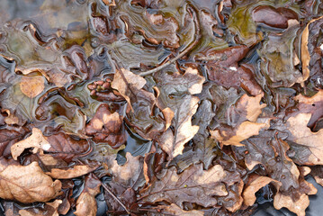 Autumn leaves in water image