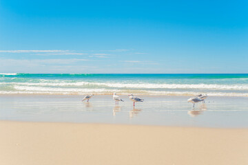 Fototapeta na wymiar Seagulls at Surfers Paradise Beach, Gold Coast of Australia, background with copy space