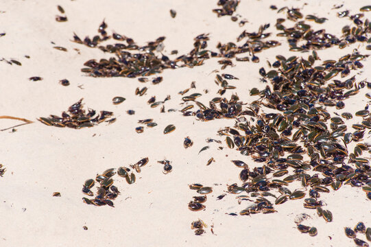 Water Beetle Invasion At Surfers Paradise Beach In March 2011, Gold Coast Of Australia