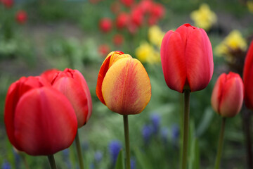 Obraz premium Colored tulips, yellow and red, flaunt in the garden.