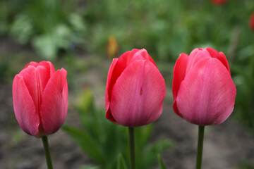 Three red tulips are fragrant in the garden.