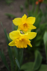 Two yellow daffodils are fragrant in the spring garden.