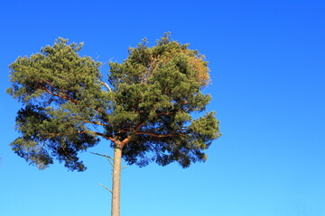 The tip of a green pine tree during the winter. Trunk. Clear blue sky. Area for copy space. Stockholm, Sweden.