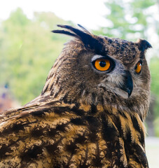 Eagle owl portrait