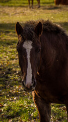 Caballo en Francia