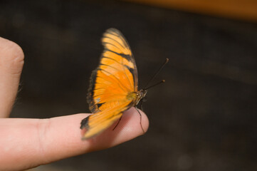 Fototapeta na wymiar Close up of an orange butterfly on a human finger. Costa Rica has many butterfly farms that can be visited.